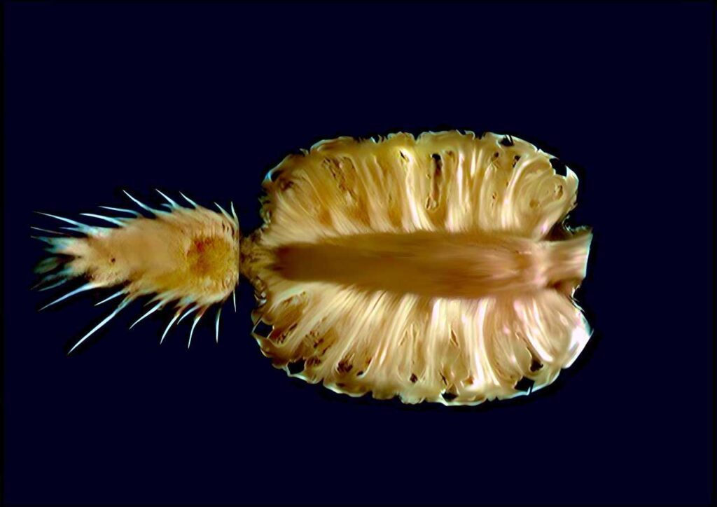 MR image of a pineapple by Marcel Ochsendorf