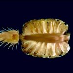 MR image of a pineapple by Marcel Ochsendorf